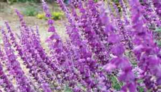 Salvia_leucanthaSB